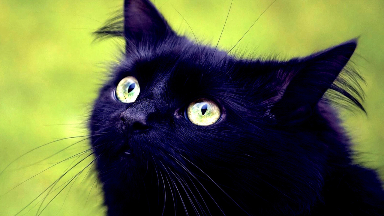 Das Blackest Black Cat And Green Grass Wallpaper 1280x720