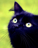 Sfondi Blackest Black Cat And Green Grass 128x160
