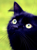 Blackest Black Cat And Green Grass screenshot #1 132x176