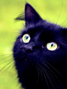 Das Blackest Black Cat And Green Grass Wallpaper 132x176