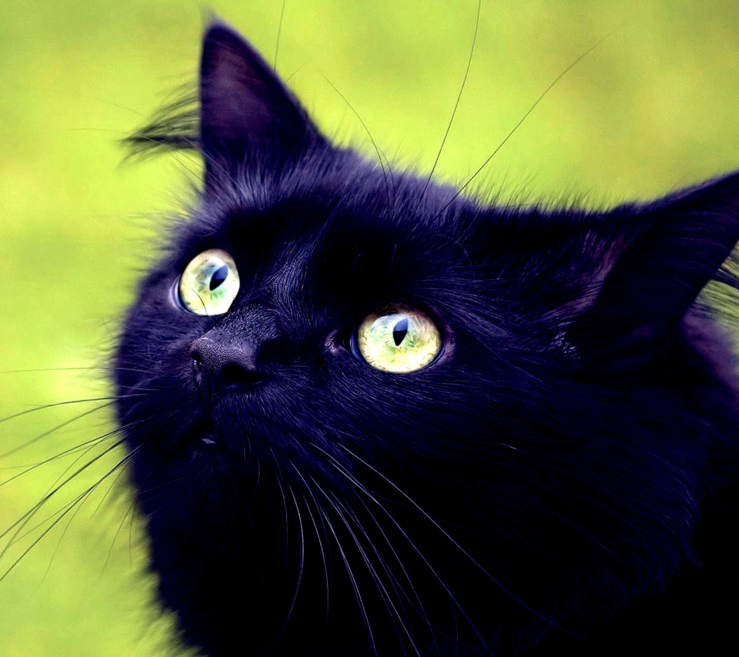 Обои Blackest Black Cat And Green Grass 1440x1280