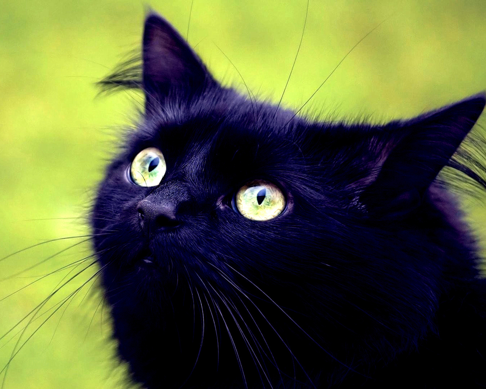 Screenshot №1 pro téma Blackest Black Cat And Green Grass 1600x1280