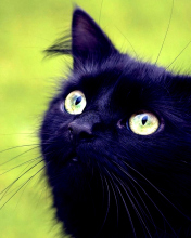 Fondo de pantalla Blackest Black Cat And Green Grass 176x220