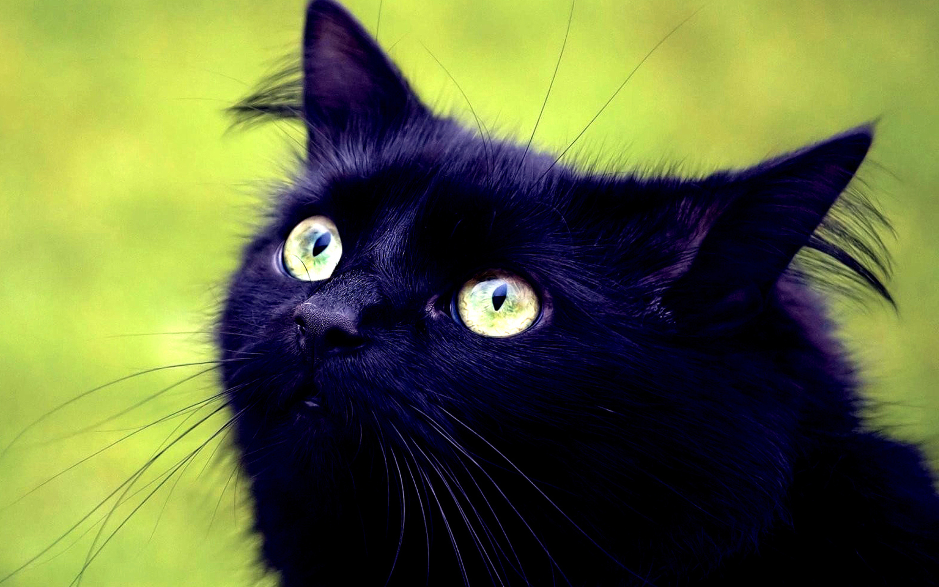 Blackest Black Cat And Green Grass screenshot #1 1920x1200