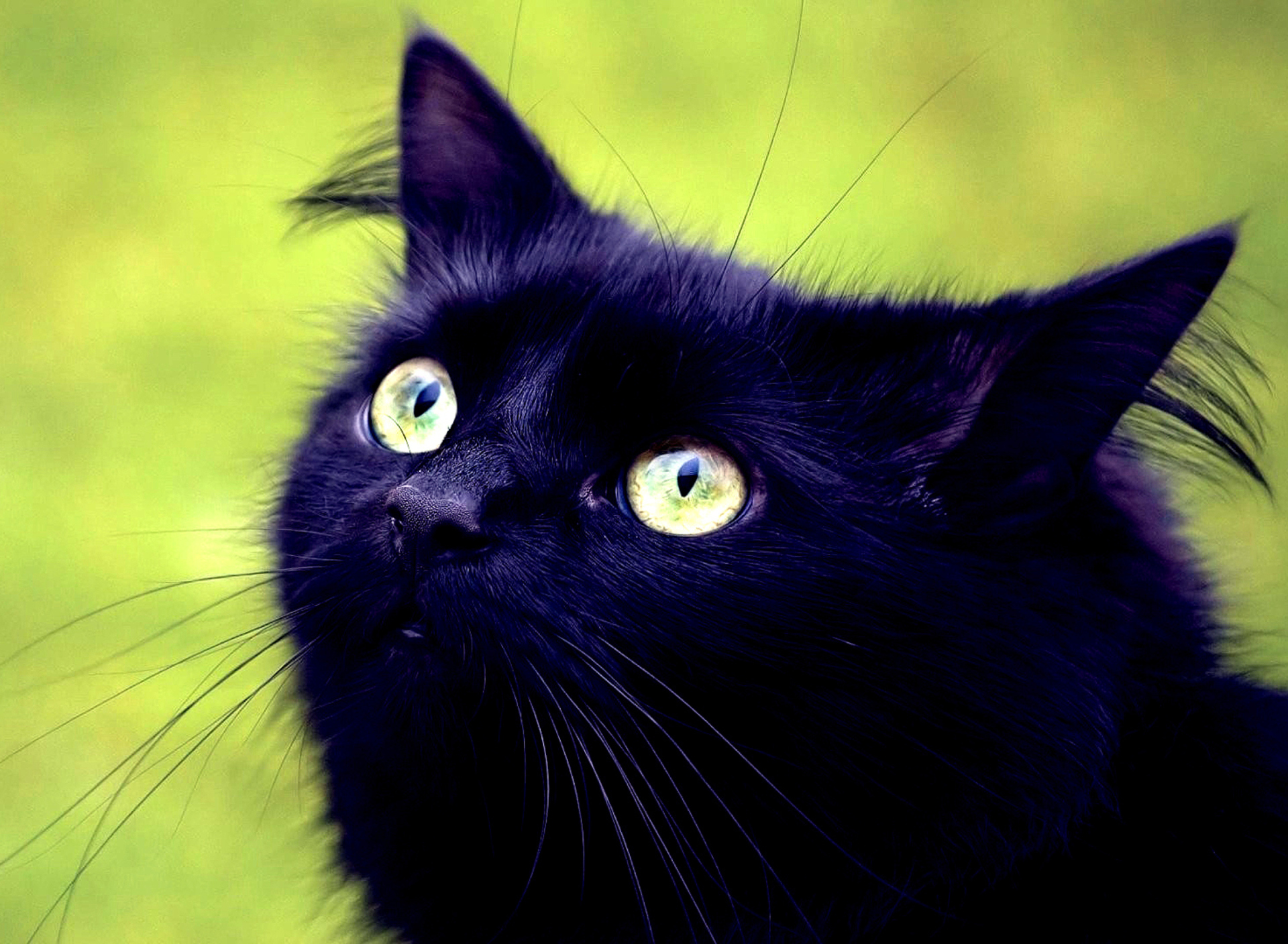 Обои Blackest Black Cat And Green Grass 1920x1408