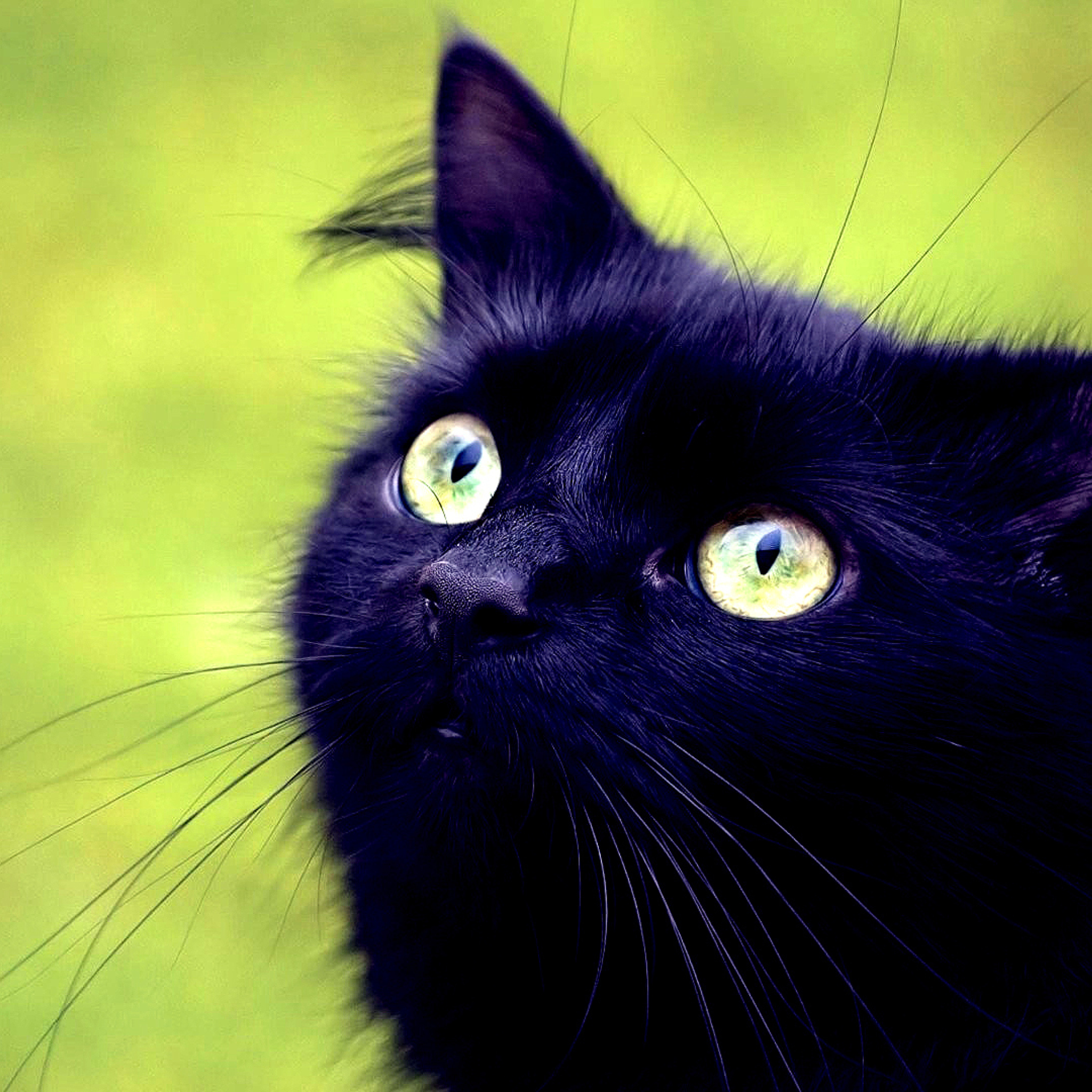 Fondo de pantalla Blackest Black Cat And Green Grass 2048x2048