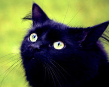 Обои Blackest Black Cat And Green Grass 220x176