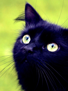 Sfondi Blackest Black Cat And Green Grass 240x320