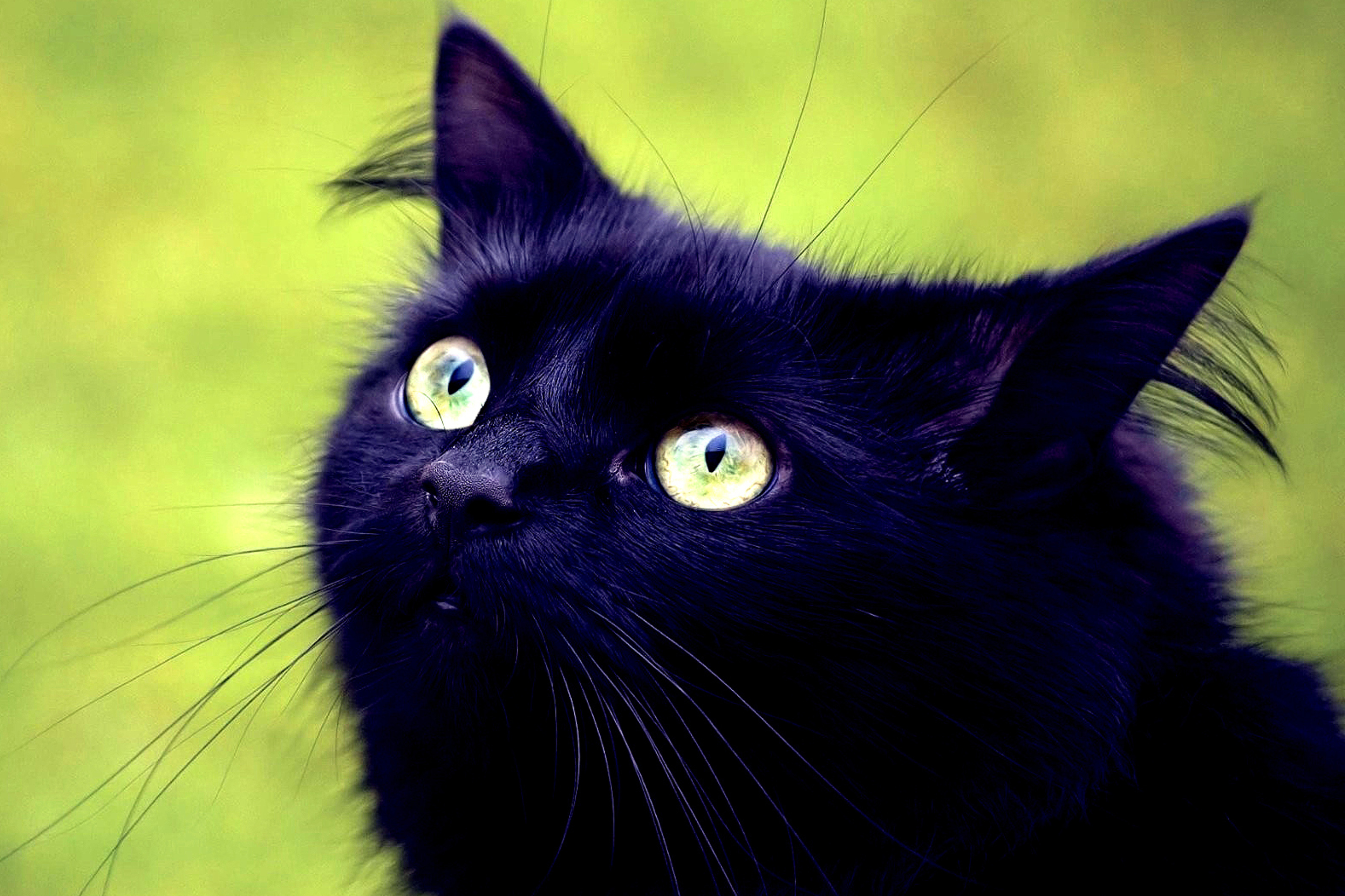 Blackest Black Cat And Green Grass screenshot #1 2880x1920