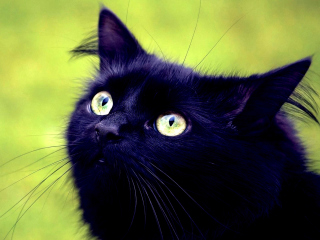 Обои Blackest Black Cat And Green Grass 320x240
