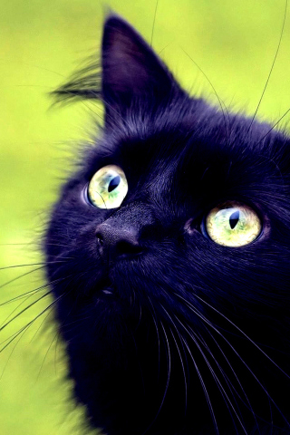Обои Blackest Black Cat And Green Grass 320x480