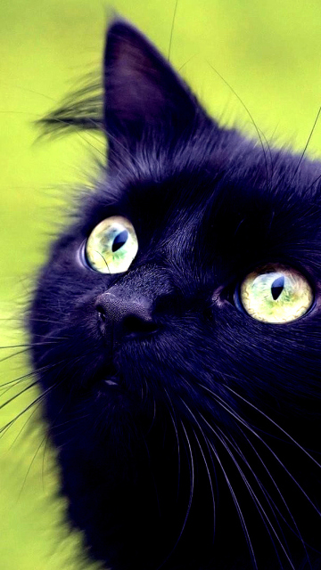 Обои Blackest Black Cat And Green Grass 360x640
