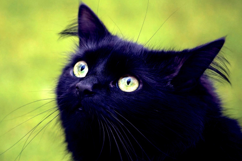 Обои Blackest Black Cat And Green Grass 480x320