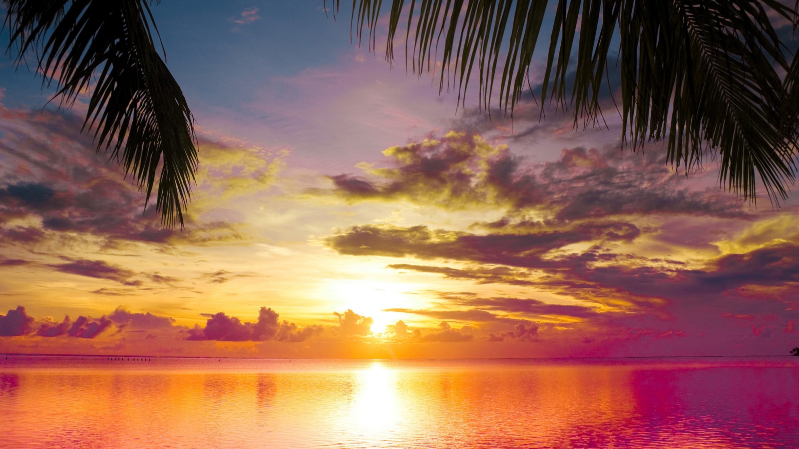 Das Sunset Between Palm Trees Wallpaper 1600x900