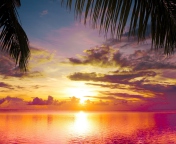 Das Sunset Between Palm Trees Wallpaper 176x144