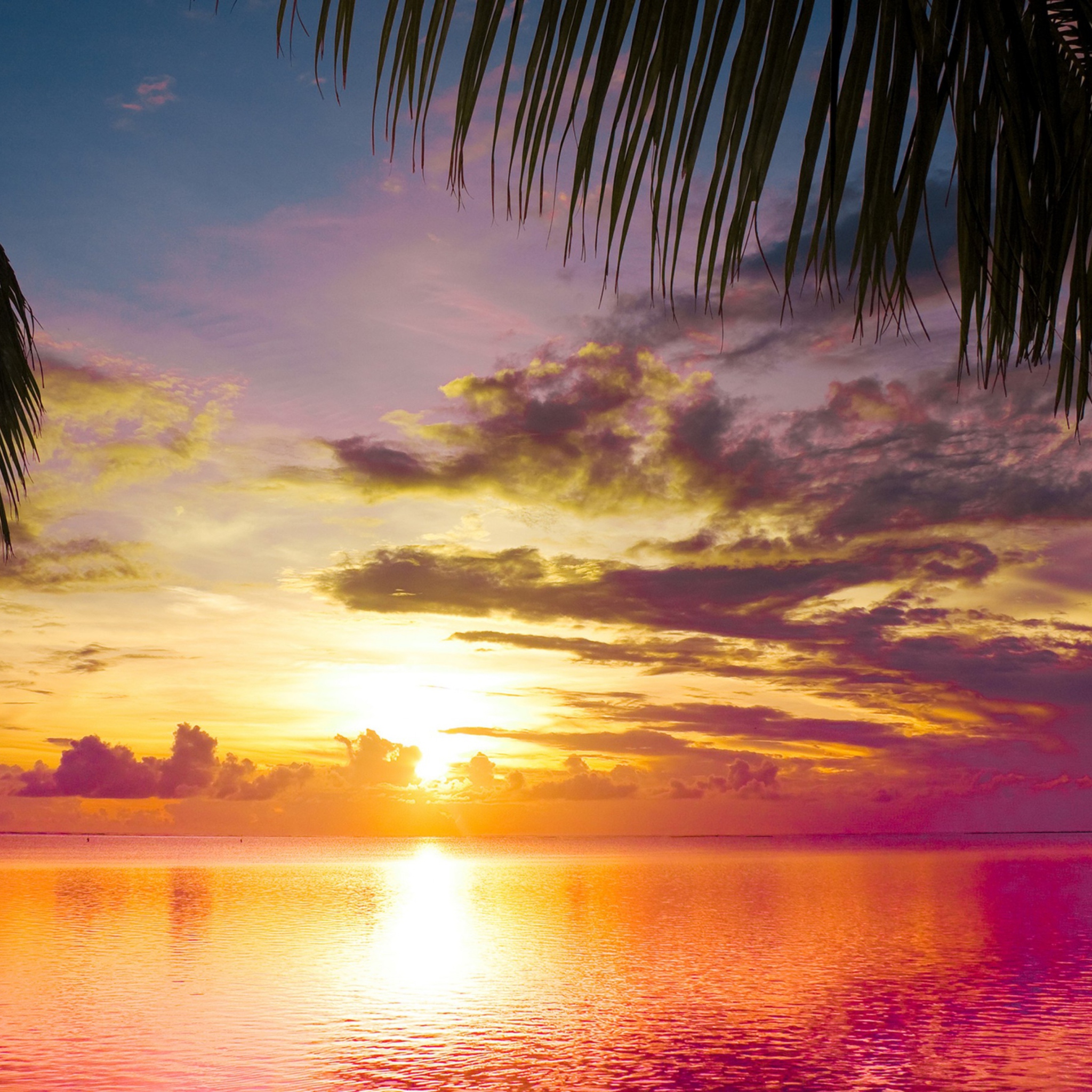 Das Sunset Between Palm Trees Wallpaper 2048x2048