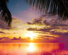 Sfondi Sunset Between Palm Trees 220x176