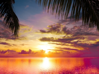 Das Sunset Between Palm Trees Wallpaper 320x240