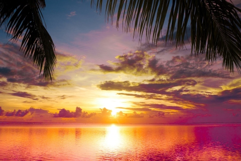 Das Sunset Between Palm Trees Wallpaper 480x320