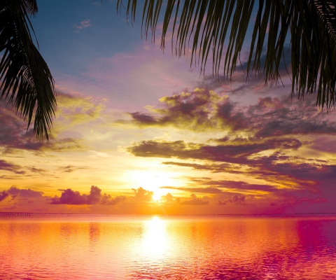 Das Sunset Between Palm Trees Wallpaper 480x400