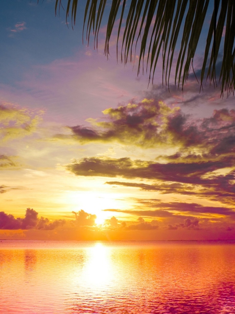 Sunset Between Palm Trees screenshot #1 480x640
