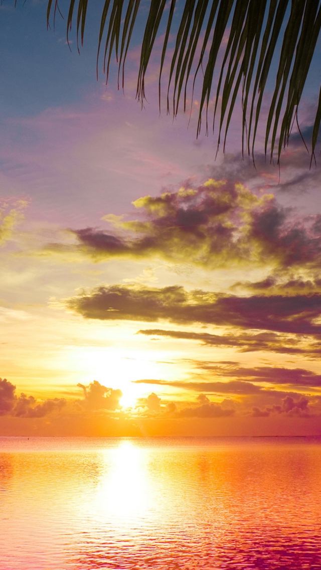 Das Sunset Between Palm Trees Wallpaper 640x1136