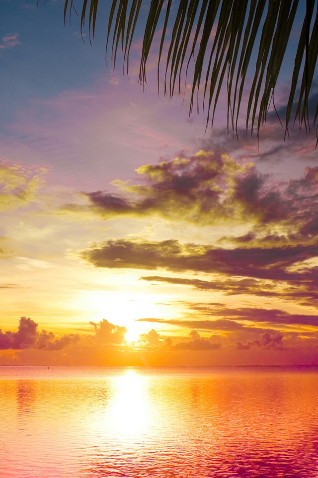 Das Sunset Between Palm Trees Wallpaper 640x960
