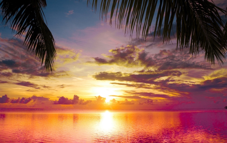 Das Sunset Between Palm Trees Wallpaper