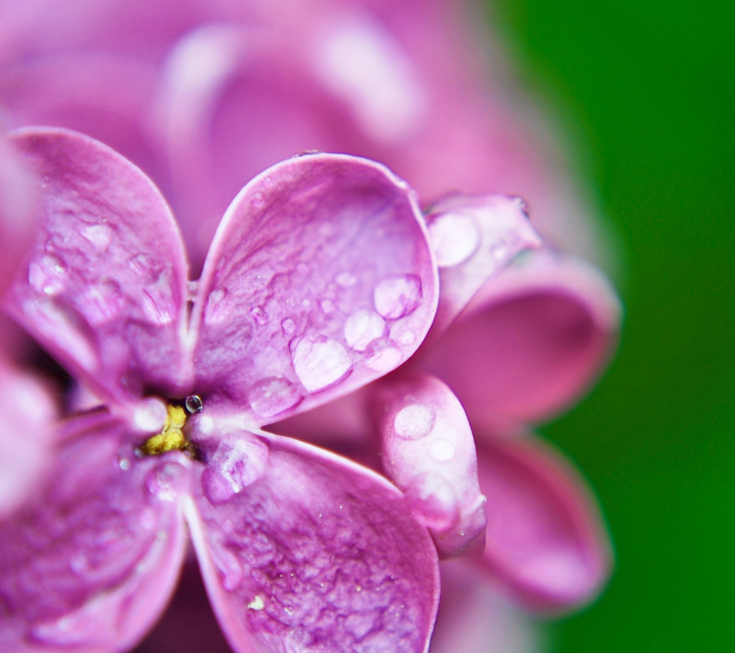 Dew Drops On Lilac Petals wallpaper 1440x1280