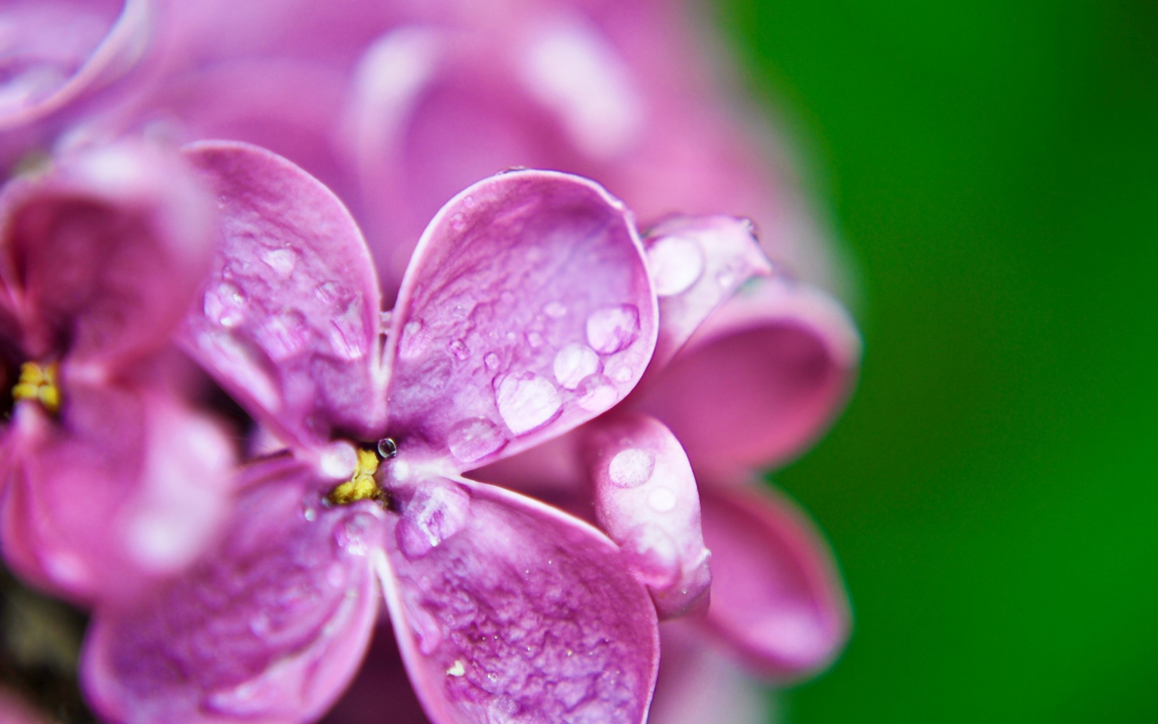 Sfondi Dew Drops On Lilac Petals 1680x1050