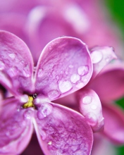 Das Dew Drops On Lilac Petals Wallpaper 176x220