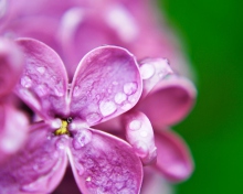 Обои Dew Drops On Lilac Petals 220x176