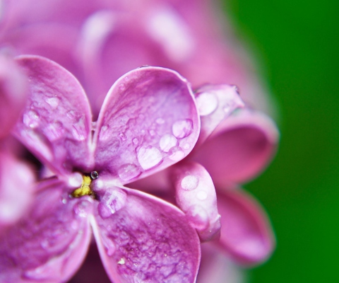 Sfondi Dew Drops On Lilac Petals 480x400