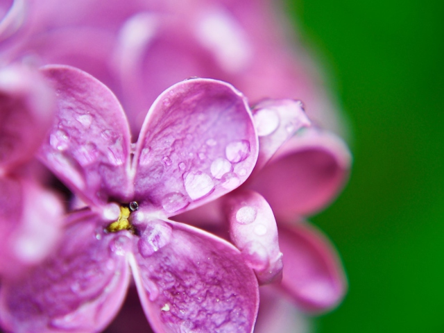 Dew Drops On Lilac Petals wallpaper 640x480