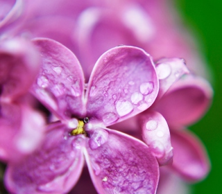 Kostenloses Dew Drops On Lilac Petals Wallpaper für 208x208