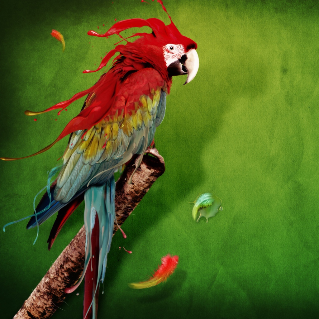 Das Splash Of Parrot Wallpaper 1024x1024