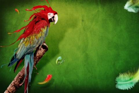 Das Splash Of Parrot Wallpaper 480x320