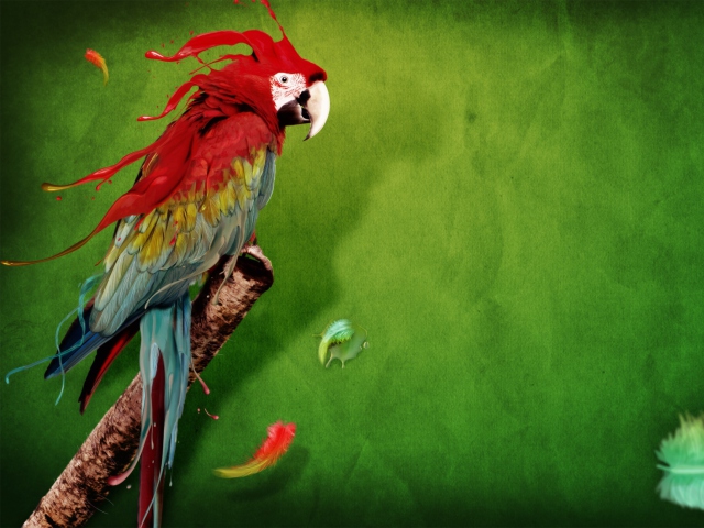 Splash Of Parrot wallpaper 640x480