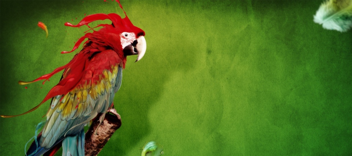 Splash Of Parrot screenshot #1 720x320