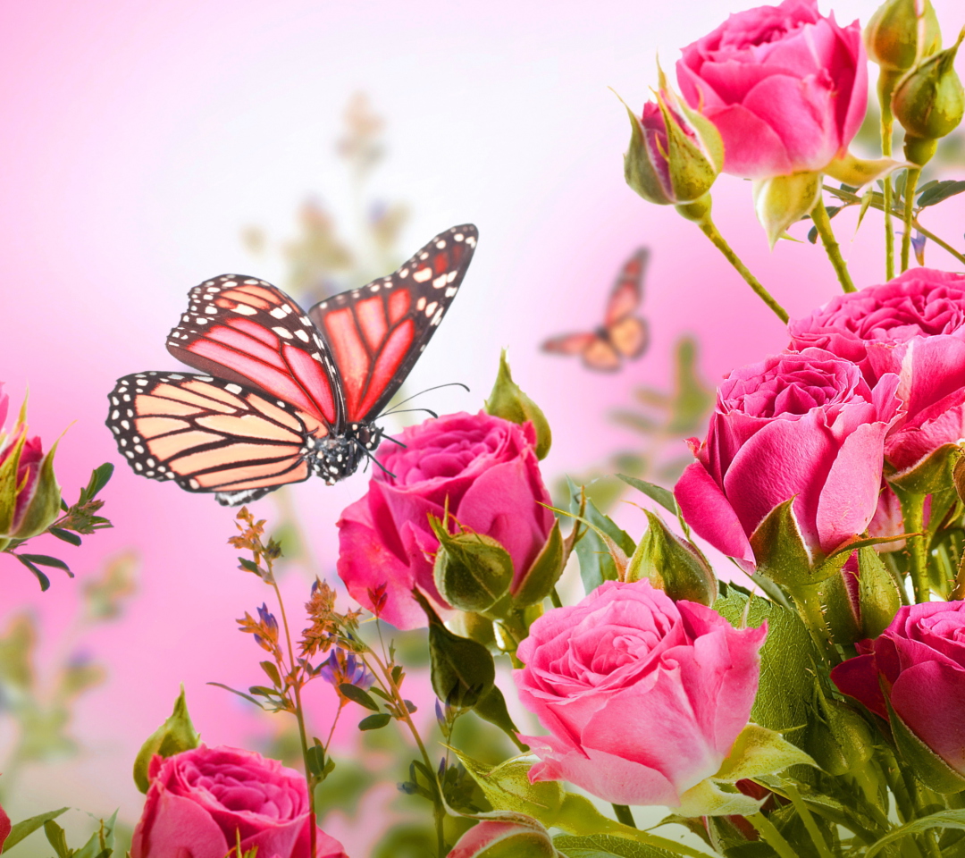 Das Rose Butterfly Wallpaper 1080x960