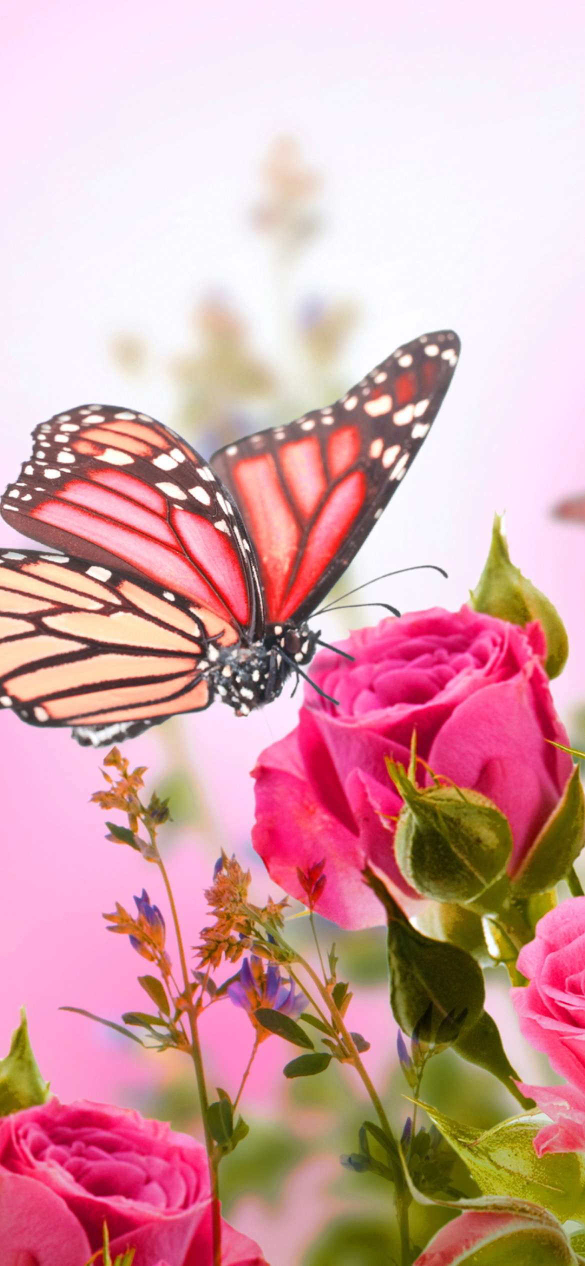 Fondo de pantalla Rose Butterfly 1170x2532