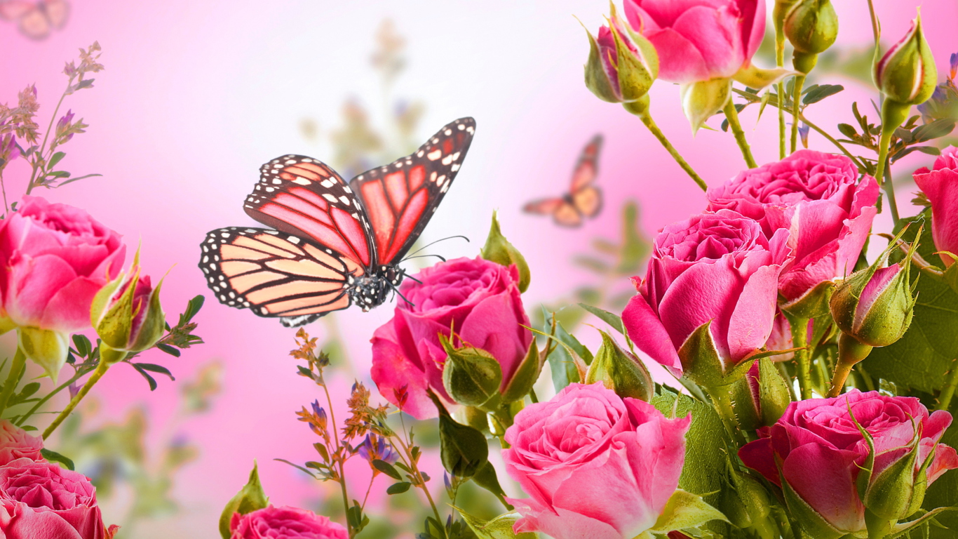 Rose Butterfly wallpaper 1366x768