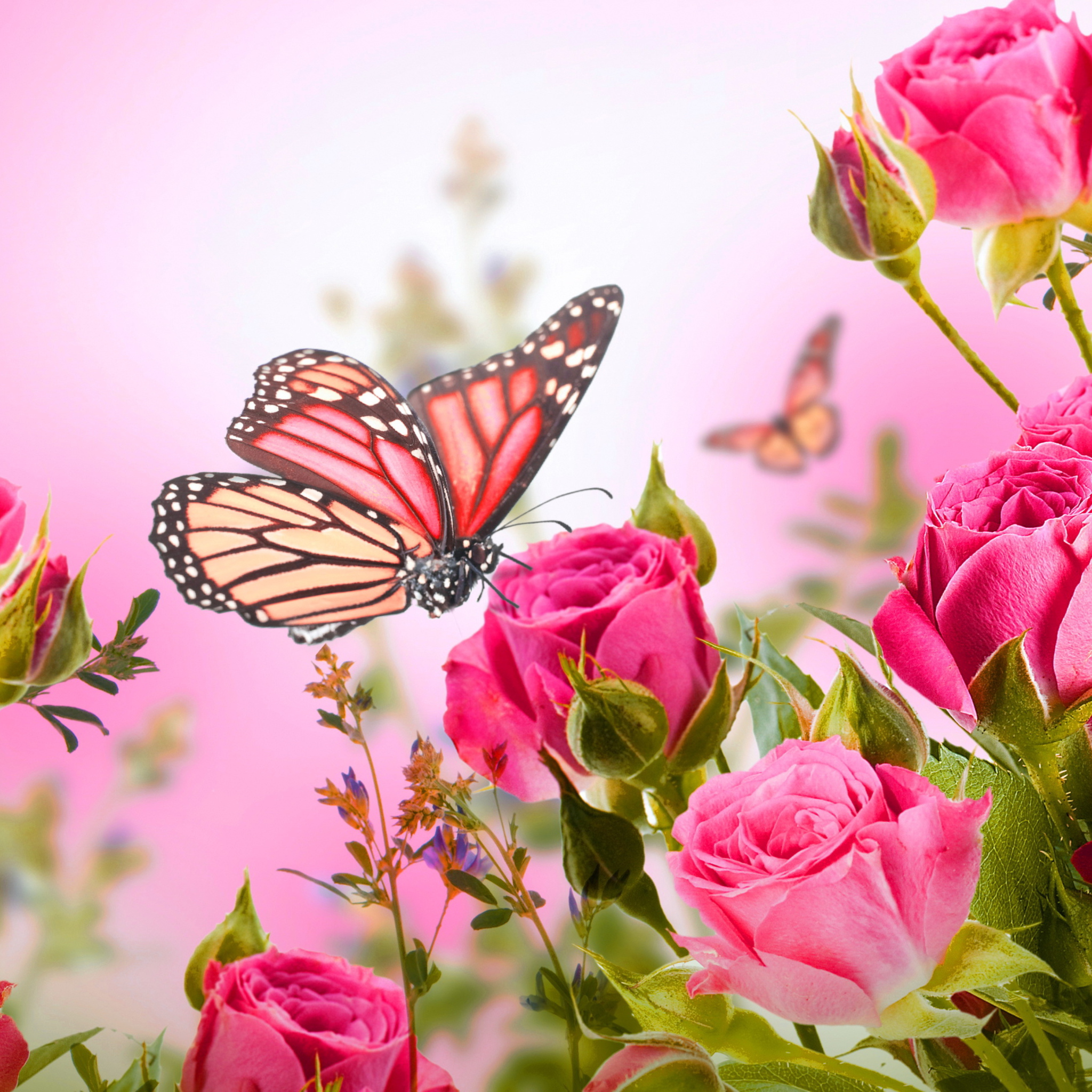 Обои Rose Butterfly 2048x2048