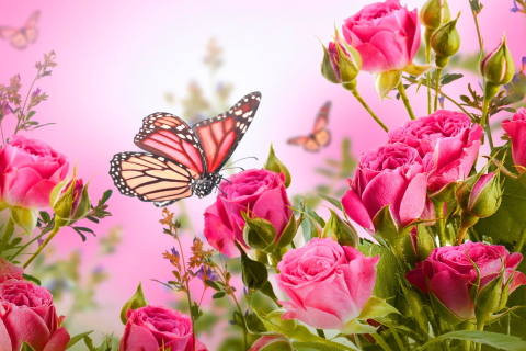 Rose Butterfly wallpaper 480x320