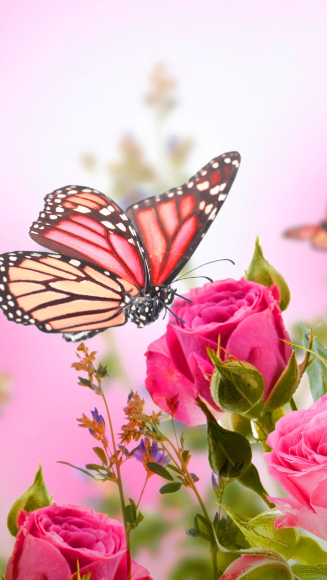 Das Rose Butterfly Wallpaper 640x1136