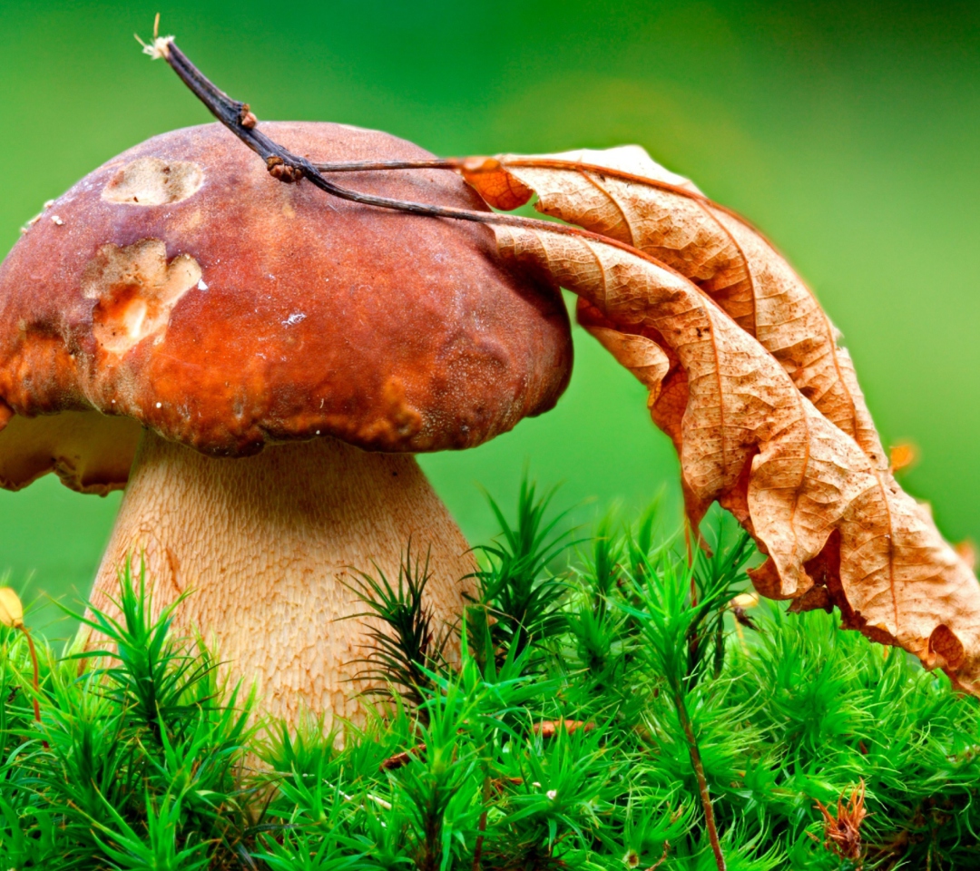 Обои Mushroom And Autumn Leaf 1080x960