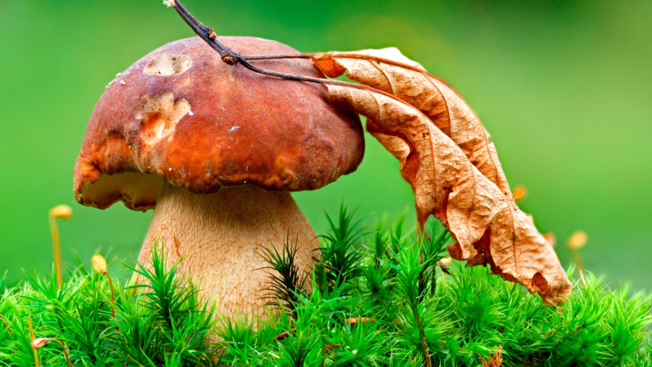 Screenshot №1 pro téma Mushroom And Autumn Leaf 1280x720