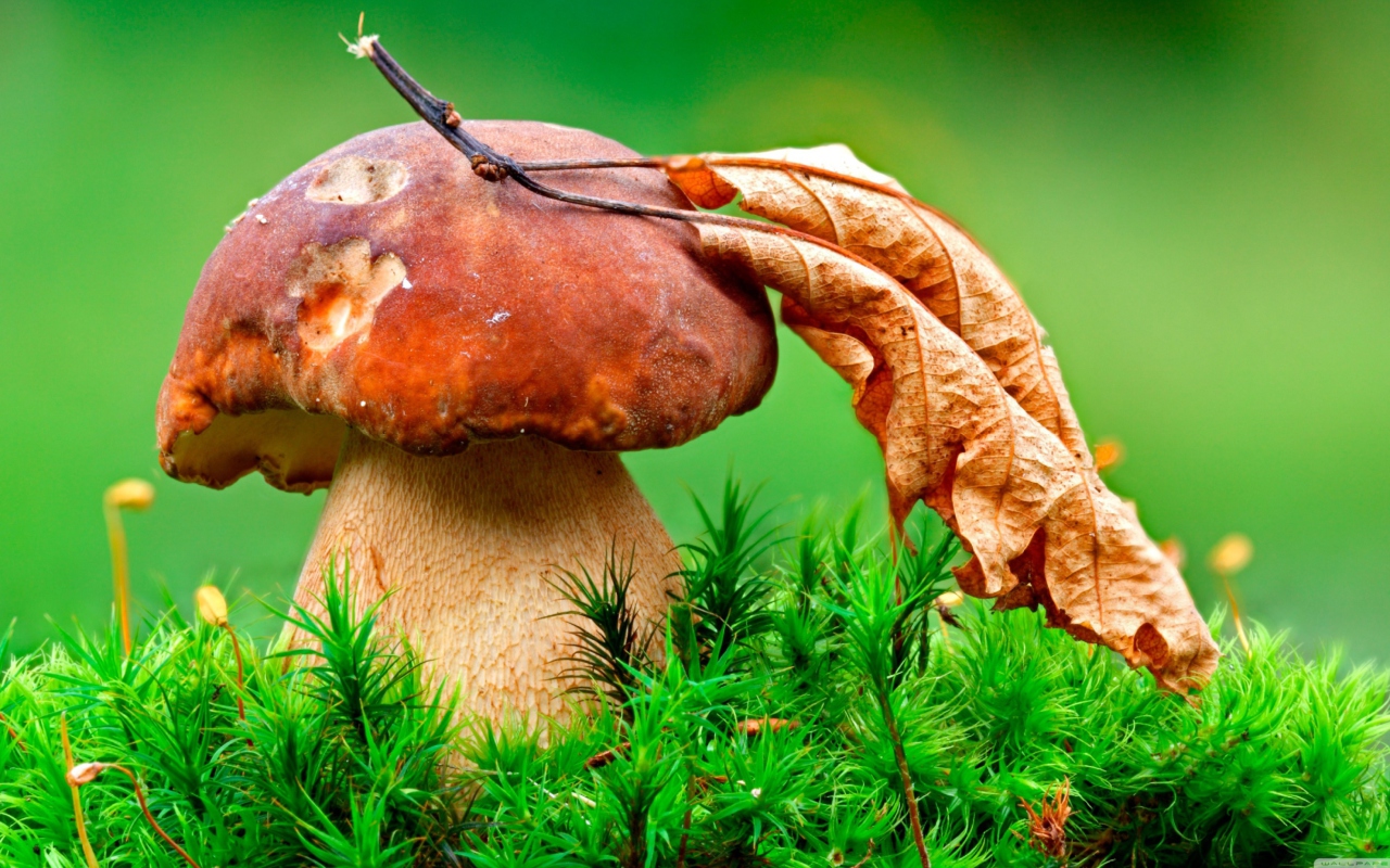 Обои Mushroom And Autumn Leaf 1280x800