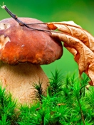 Mushroom And Autumn Leaf screenshot #1 132x176
