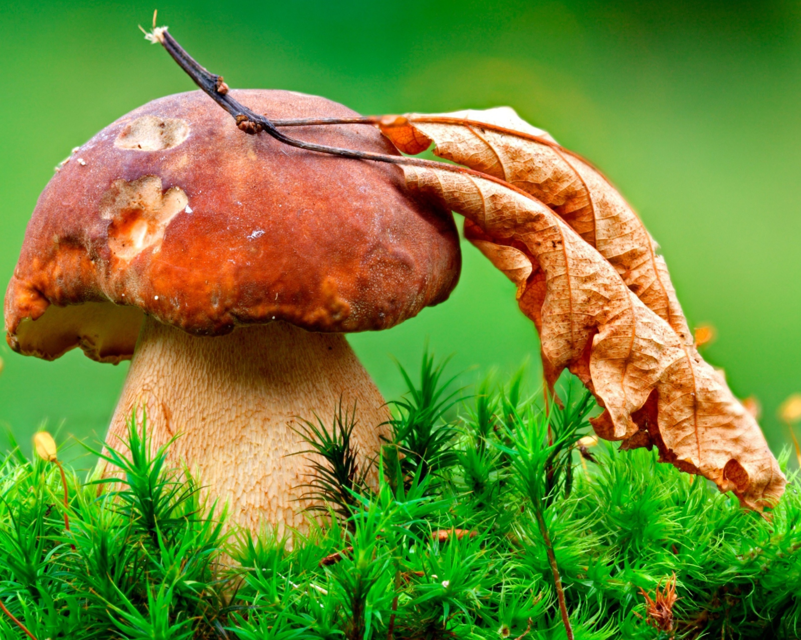 Обои Mushroom And Autumn Leaf 1600x1280
